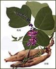 黃藤素，川芎嗪，葛根素 